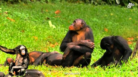 zoo sexy|Bonobo Love 